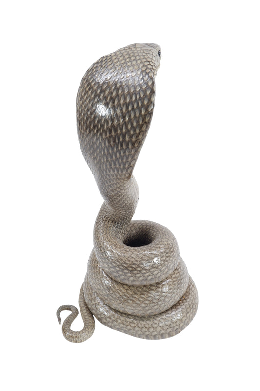 Real Cobra Snake Taxidermy Stuffed
