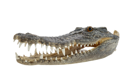 Real Freshwater Crocodile Natural Skull Head Taxidermy