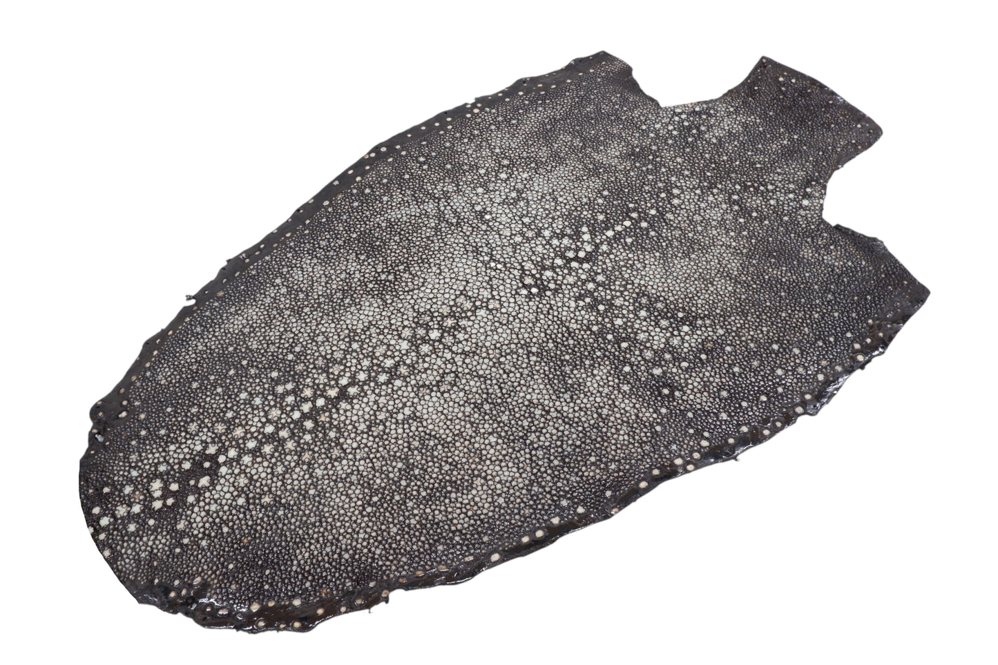 Genuine Polished Porcupine Stingray Skin Leather Hide Pelt