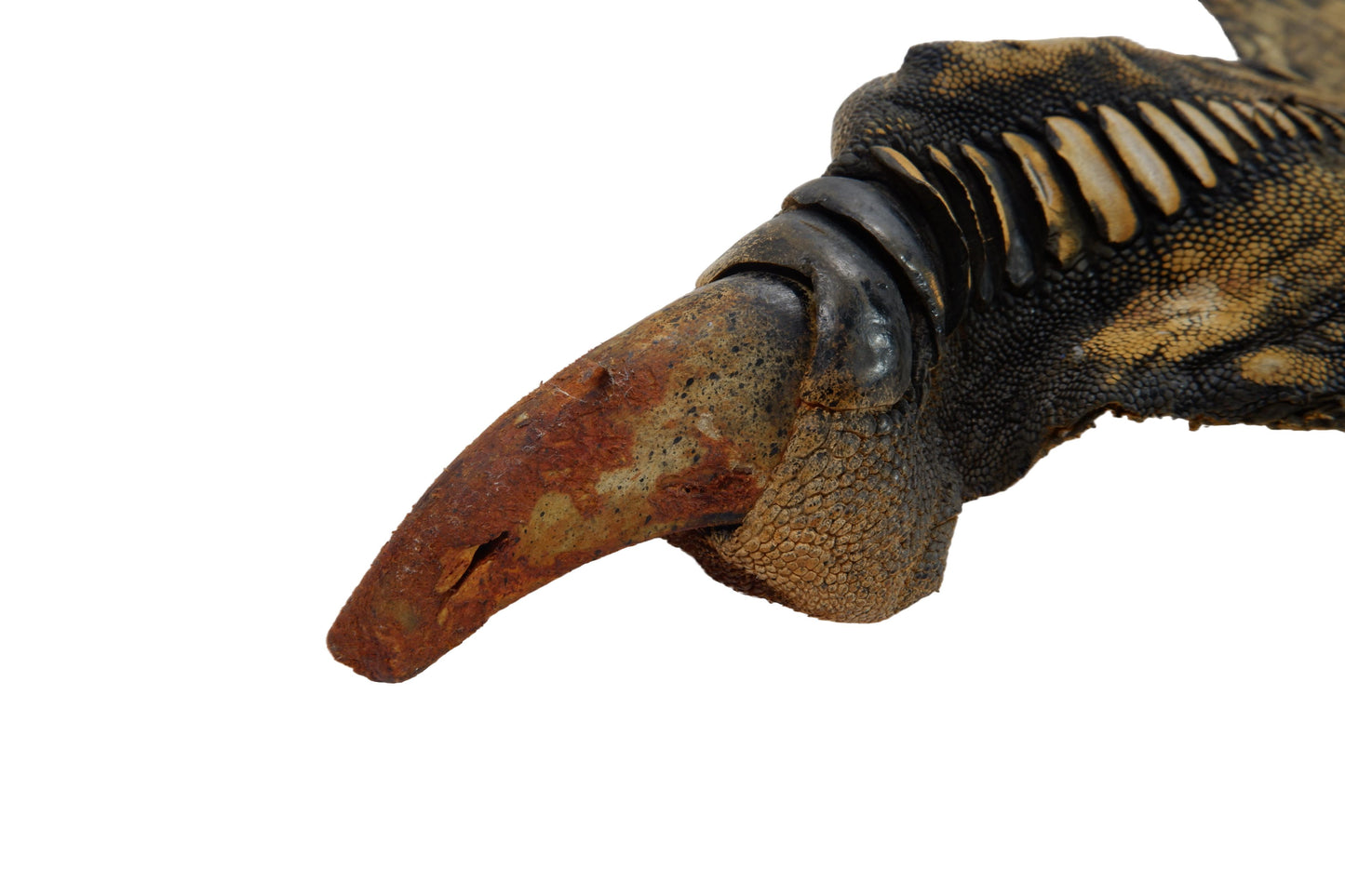 Genuine Ostrich Leg Skin with Claw Leather Hide Pelt