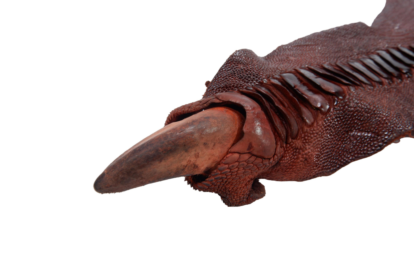Genuine Ostrich Leg Skin with Claw Leather Hide Pelt