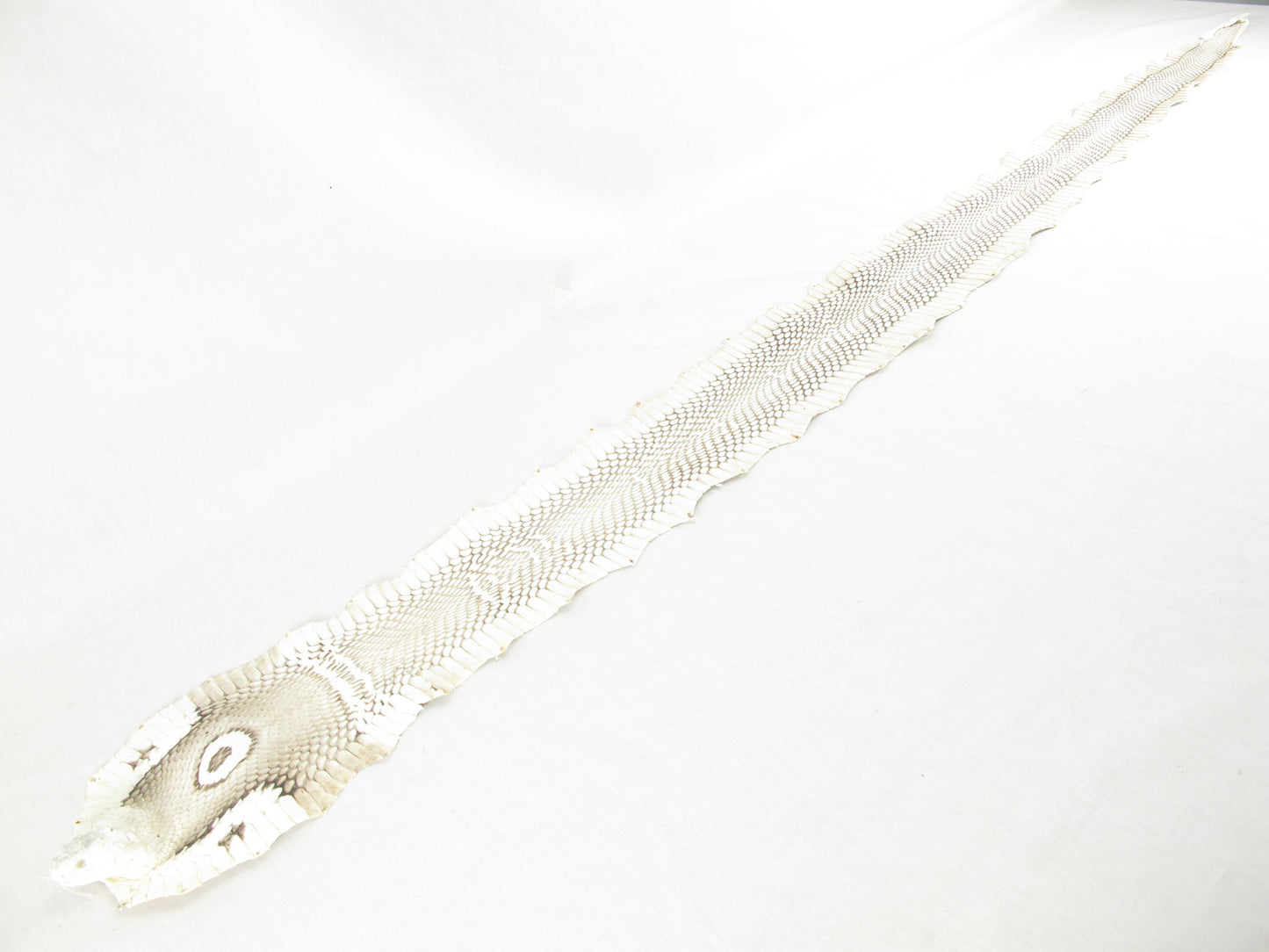 Genuine Cobra Snake Skin with Head Leather Hide Pelt