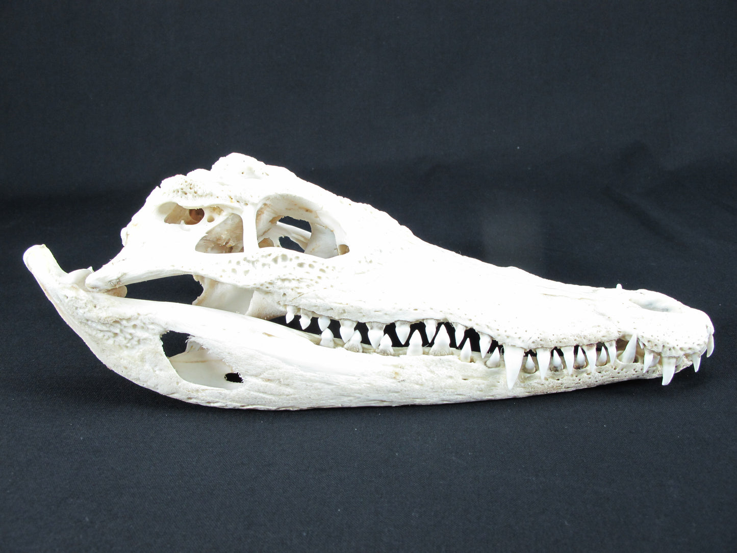 Real Freashwater Crocodile White Skull Head Taxidermy