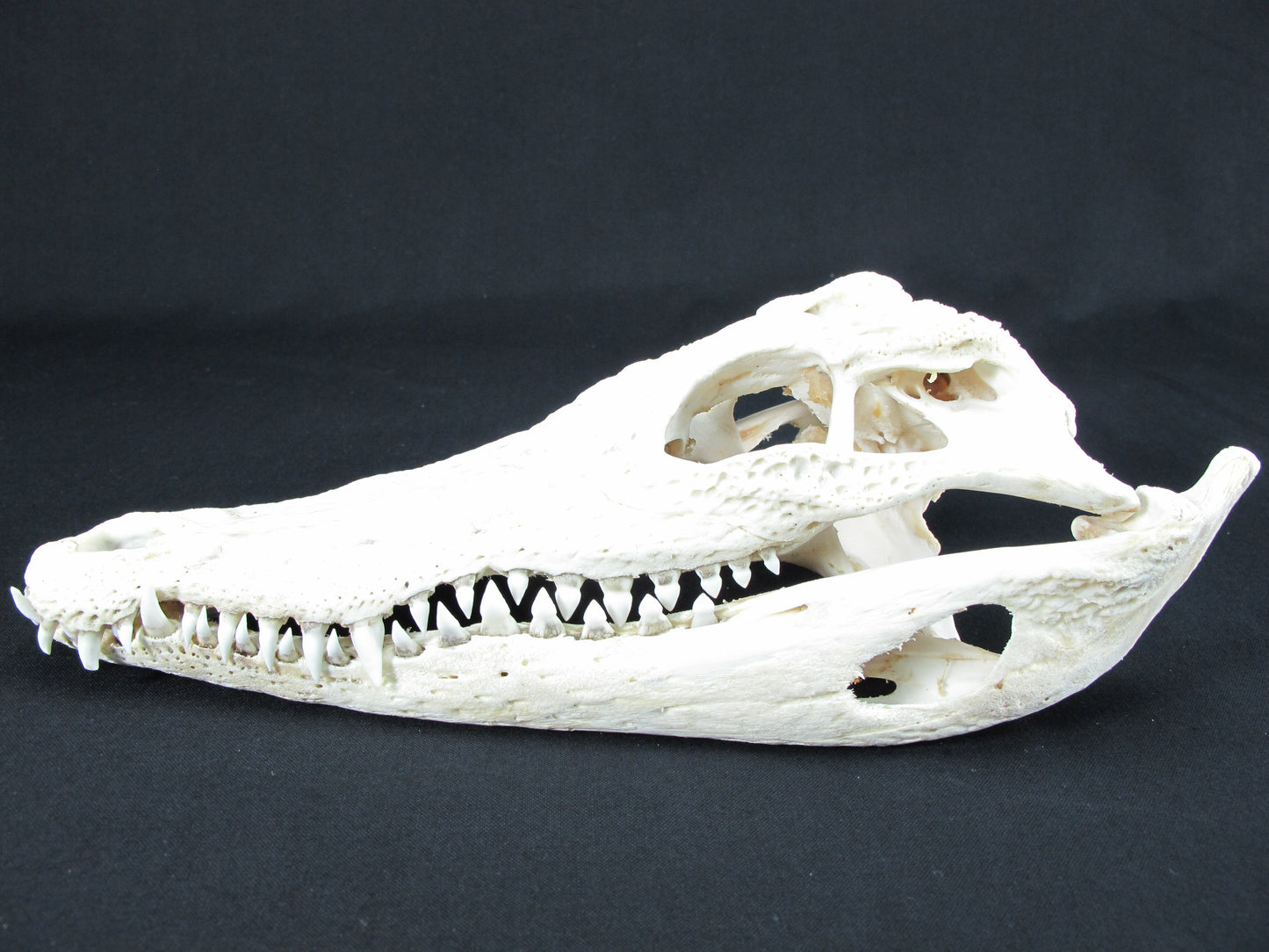 Real Freshwater Crocodile White Skull Head Taxidermy