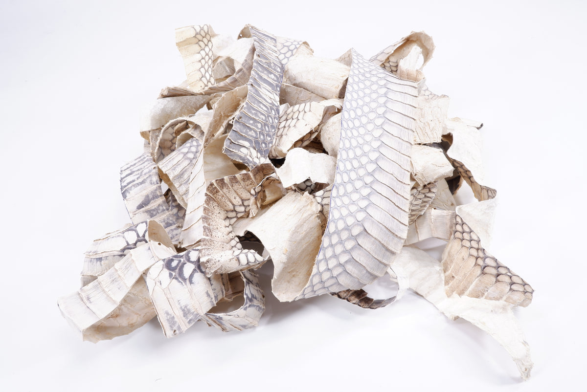 Genuine Cobra Snake Skin Leather Scraps Hide Pelt 100 grams
