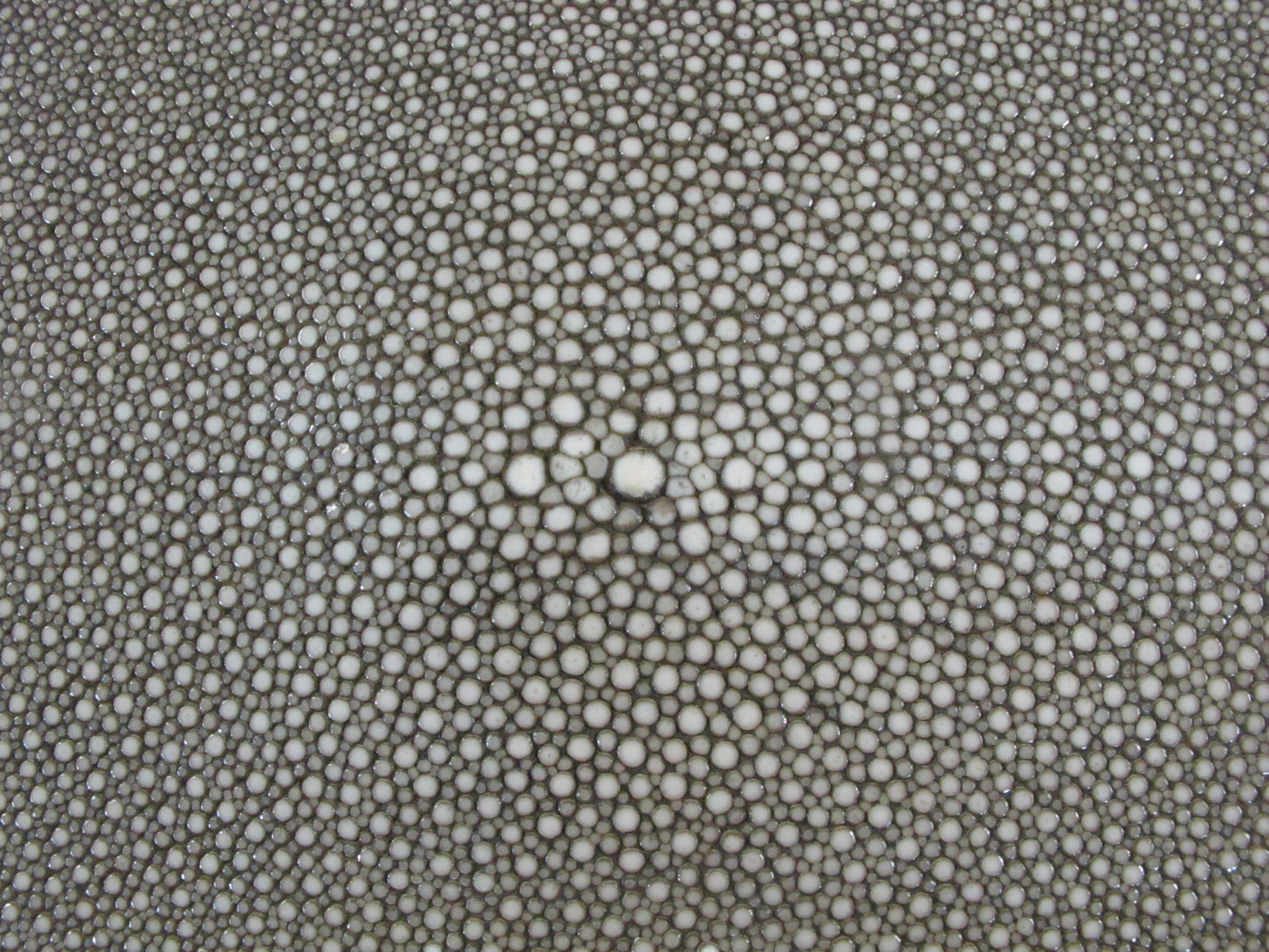 Genuine Polished Stingray Skin Leather Round Shape Hide Pelt Brown