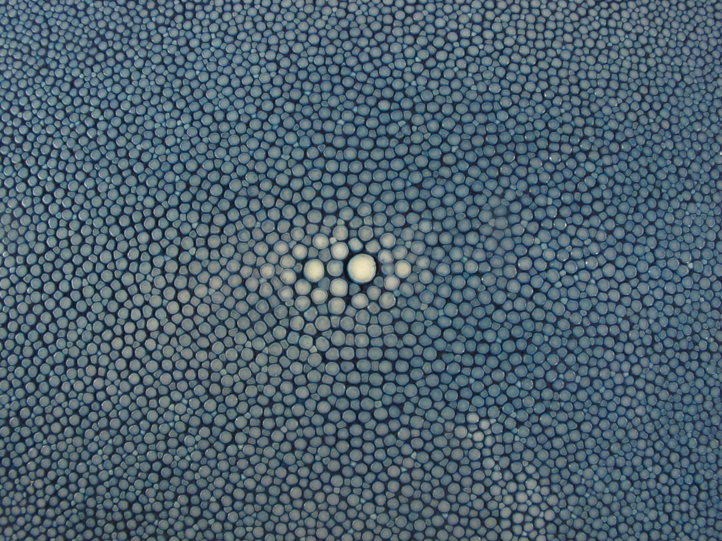 Genuine Polished Stingray Skin Leather Round Shape Hide Pelt Blue