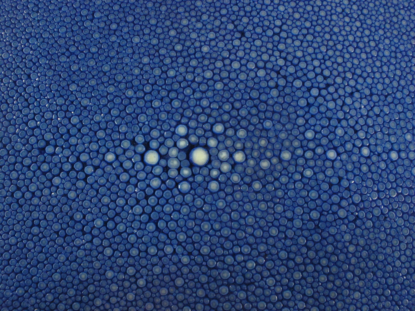 Genuine Polished Stingray Skin Leather Round Shape Hide Pelt Blue