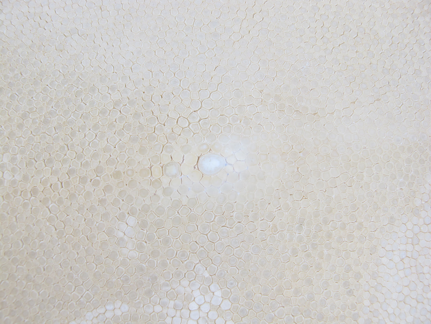 Genuine Polished Stingray Skin Leather Round Shape Hide Pelt Natural