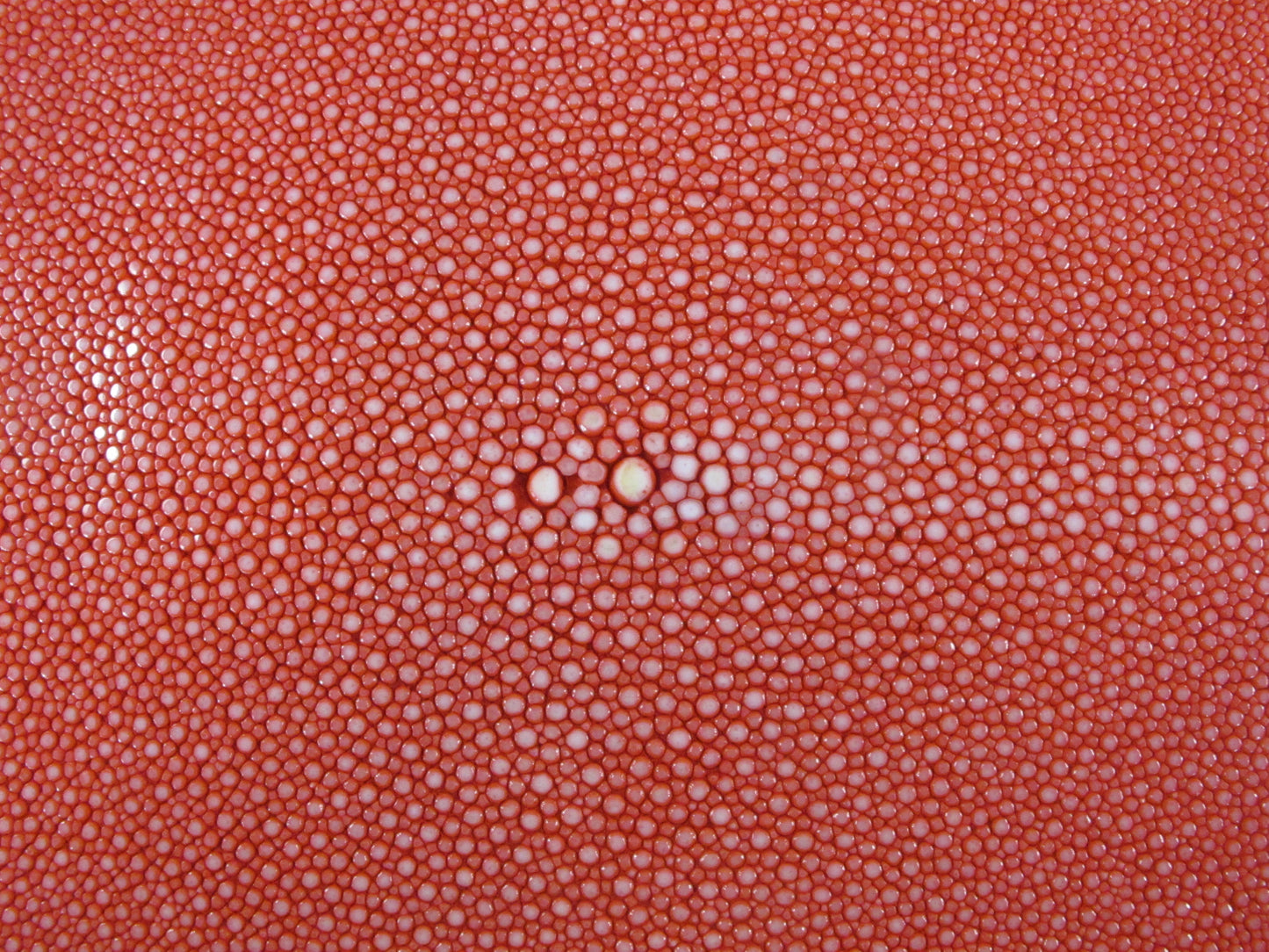 Genuine Polished Stingray Skin Leather Round Shape Hide Pelt Red