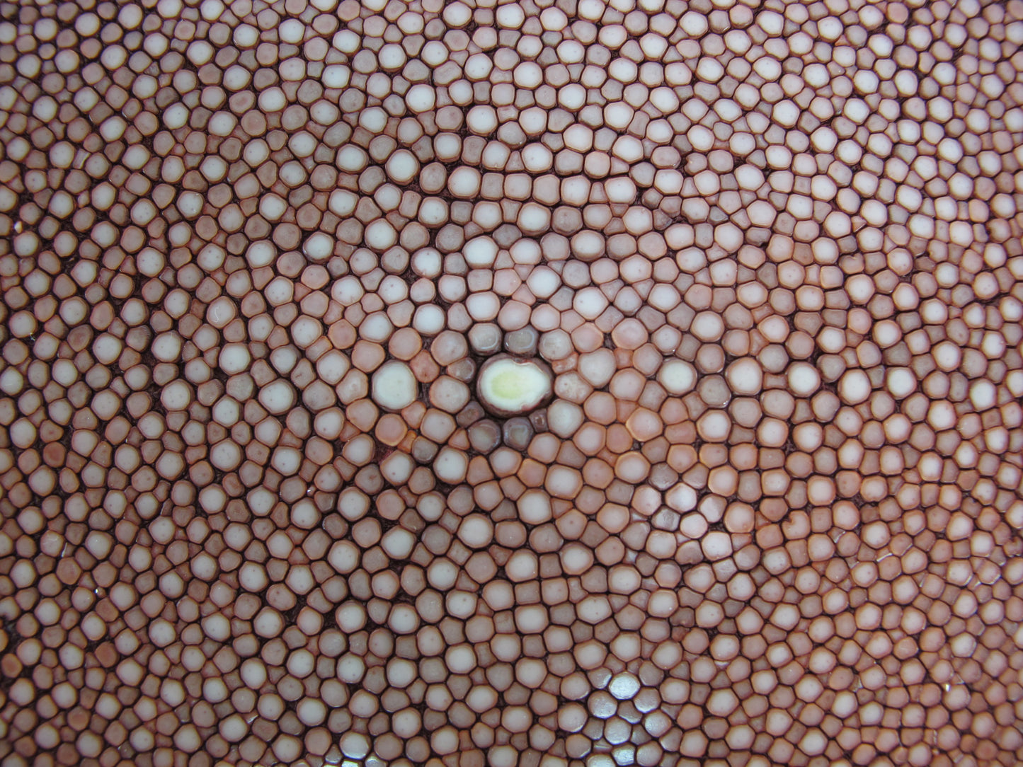 Genuine Polished Stingray Skin Leather Round Shape Hide Pelt Red