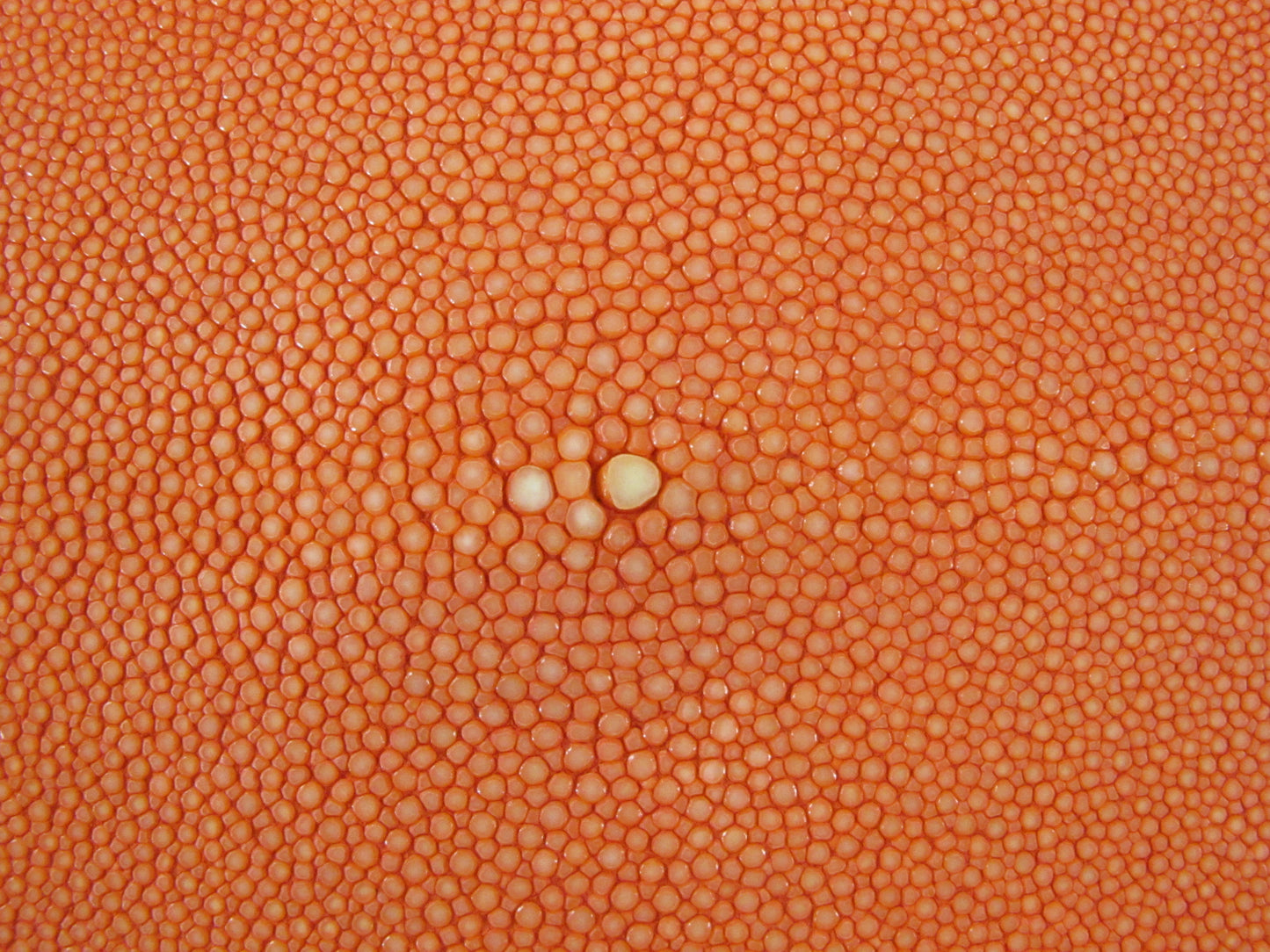 Genuine Polished Stingray Skin Leather Round Shape Hide Pelt Orange