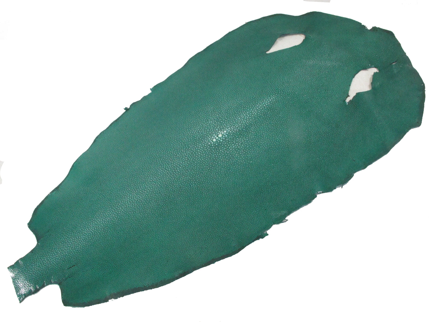 Genuine Polished Stingray Skin Leather Round Shape Hide Pelt Green
