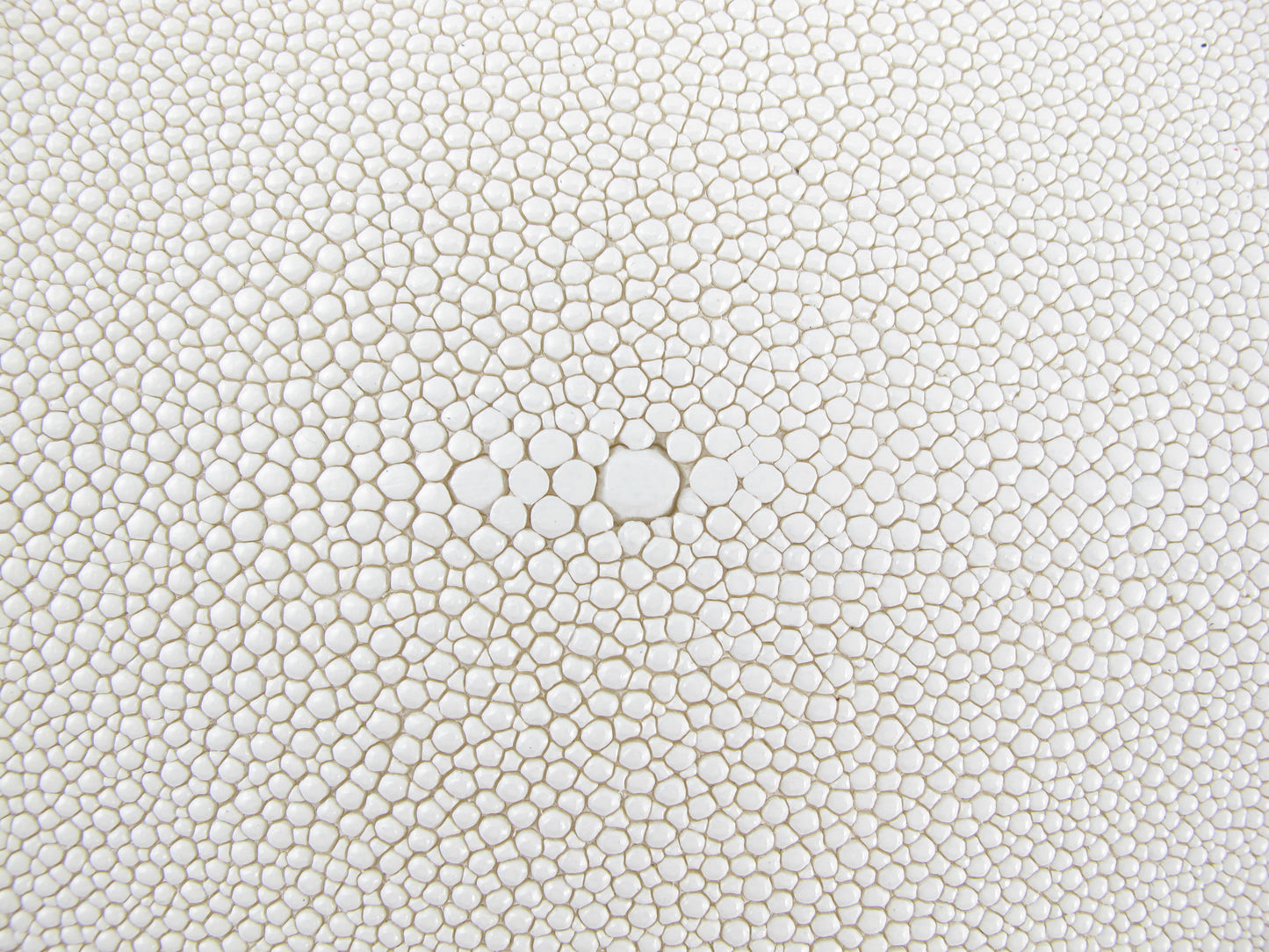 Genuine Stingray Skin Leather Long Shape Hide Pelt White