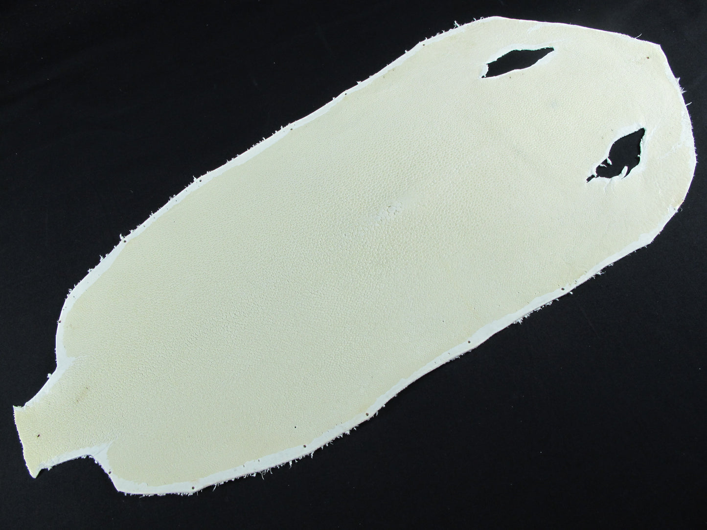 Genuine Polished Stingray Skin Leather Hide Pelt Long Shape Natural