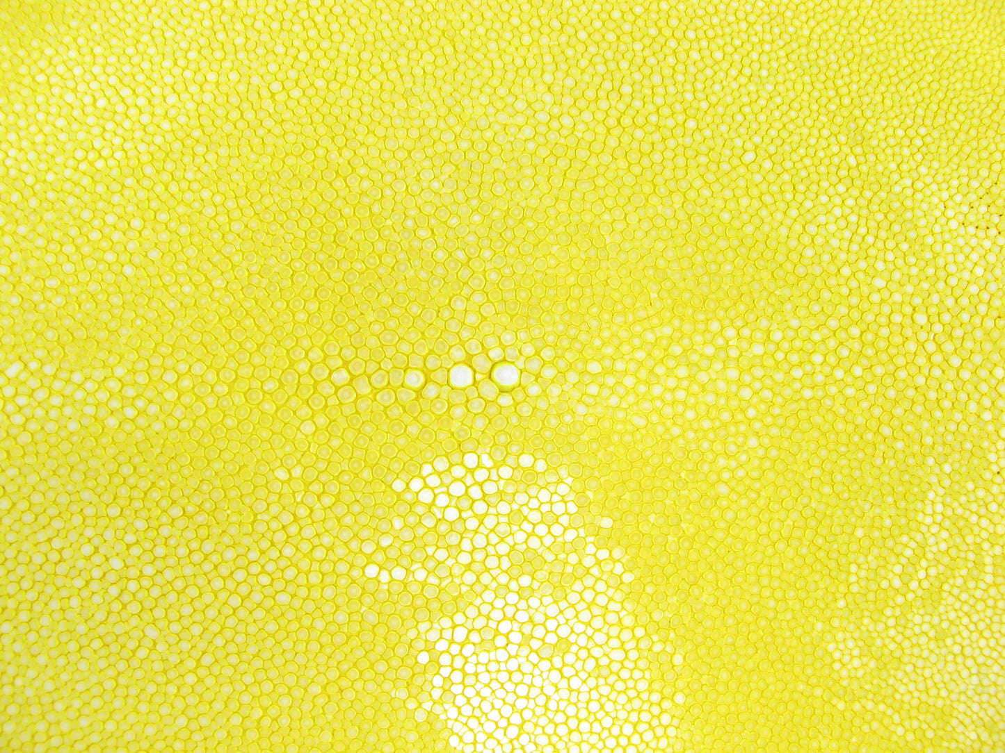 Genuine Polished Stingray Skin Leather Round Shape Hide Pelt Yellow