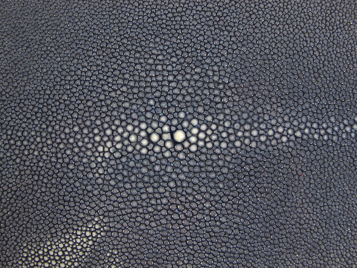 Genuine Polished Stingray Skin Leather Round Shape Hide Pelt Blue
