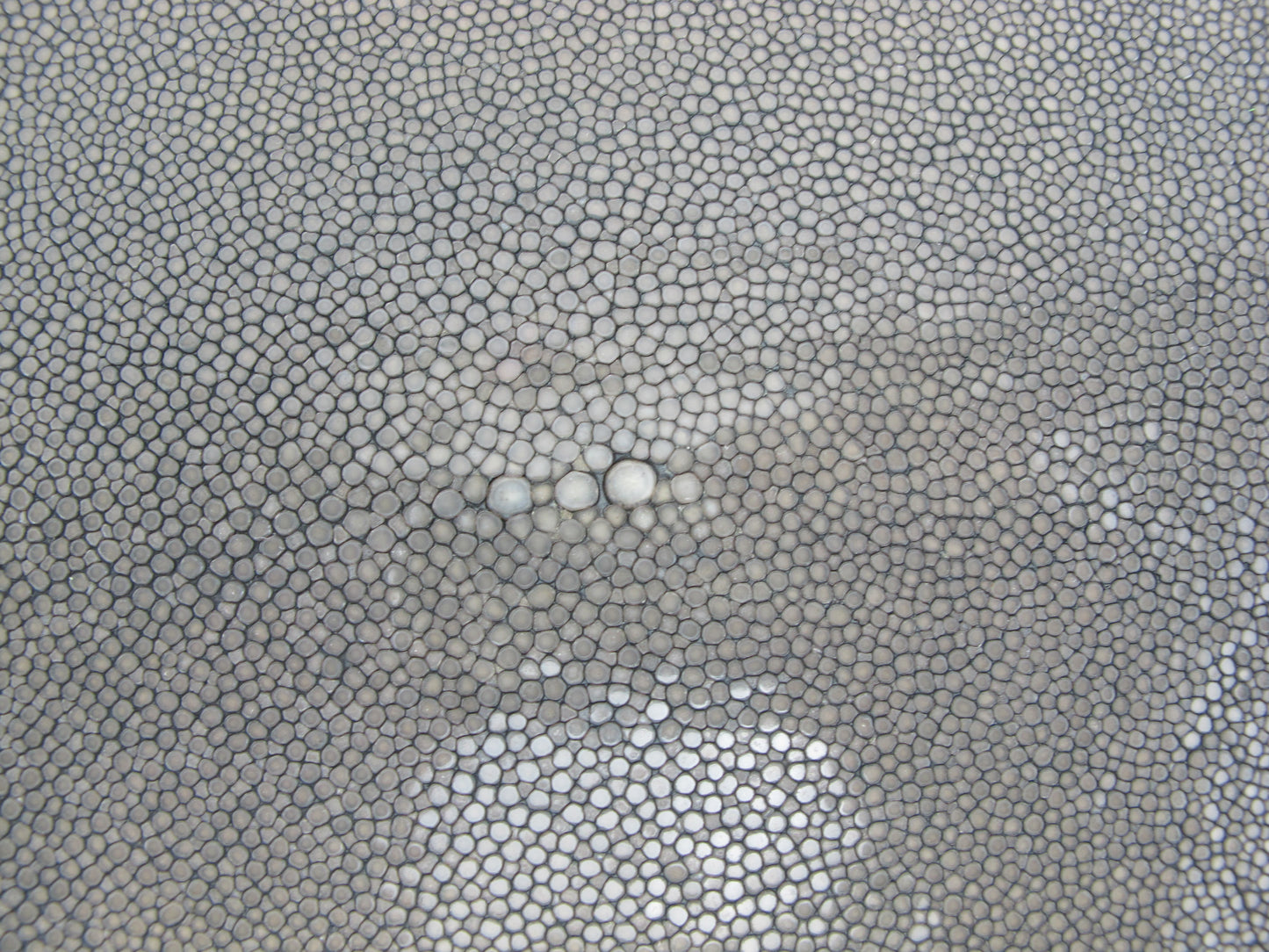 Genuine Polished Stingray Skin Leather Round Shape Hide Pelt Grey