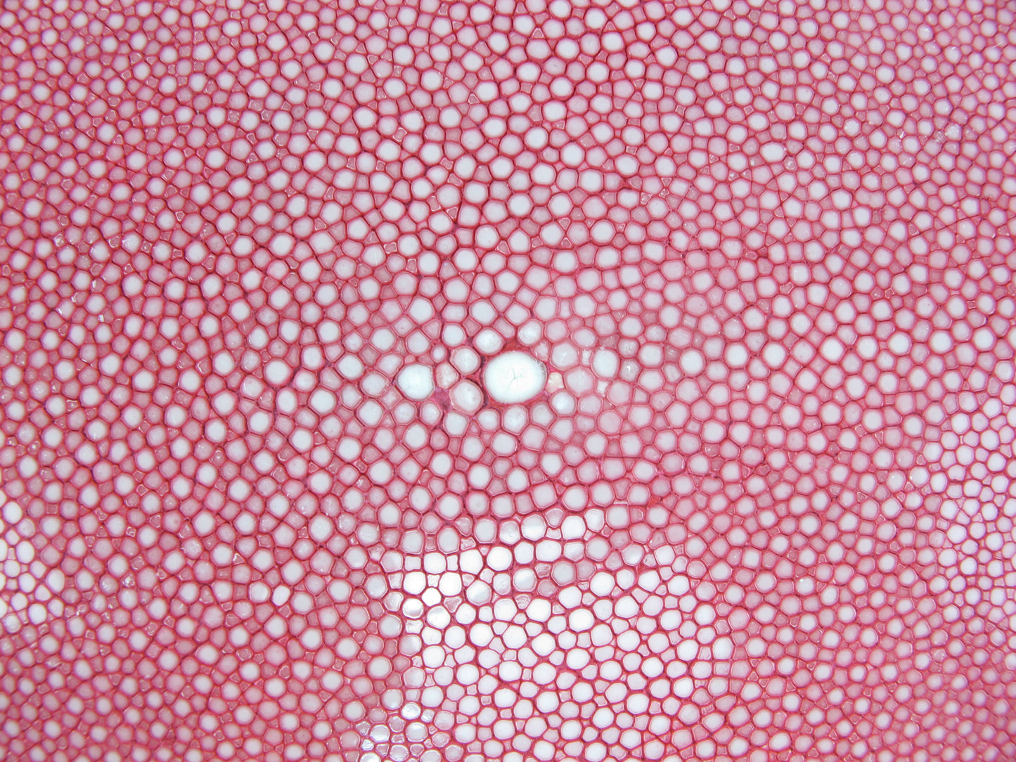 Genuine Polished Stingray Skin Leather Round Shape Hide Pelt Pink