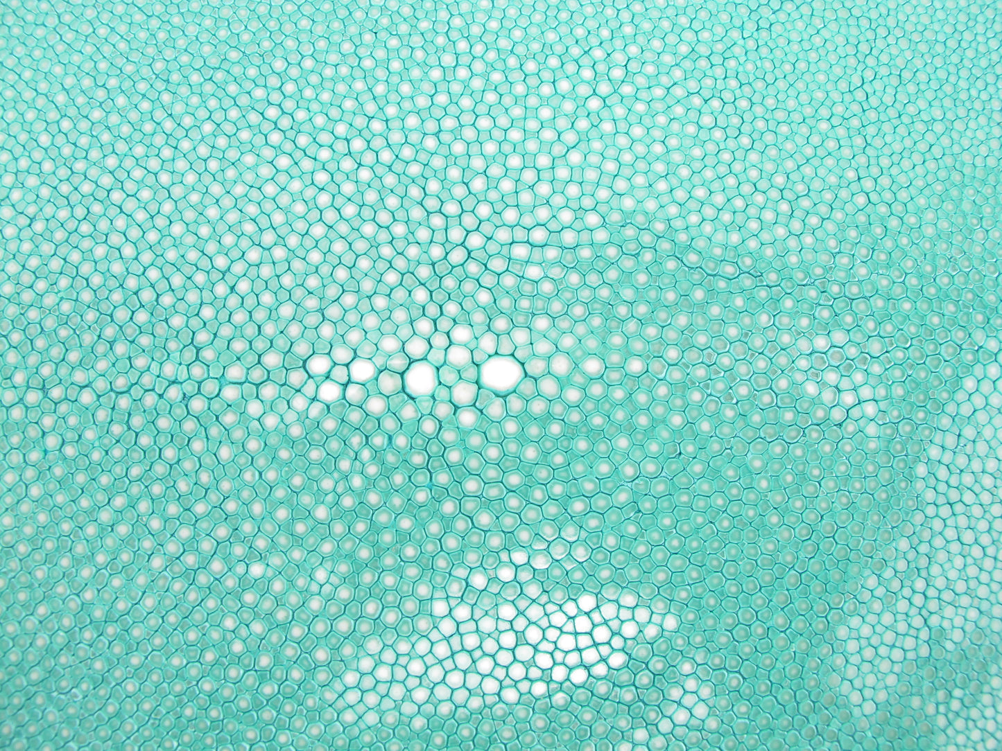 Genuine Polished Stingray Skin Leather Round Shape Hide Pelt Blue