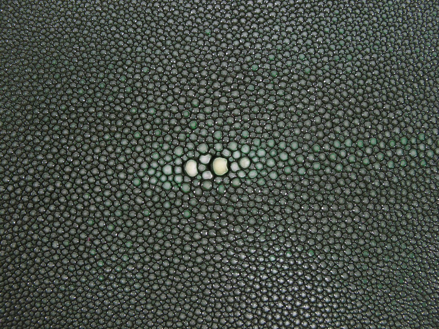 Genuine Polished Stingray Skin Leather Round Shape Hide Pelt Green