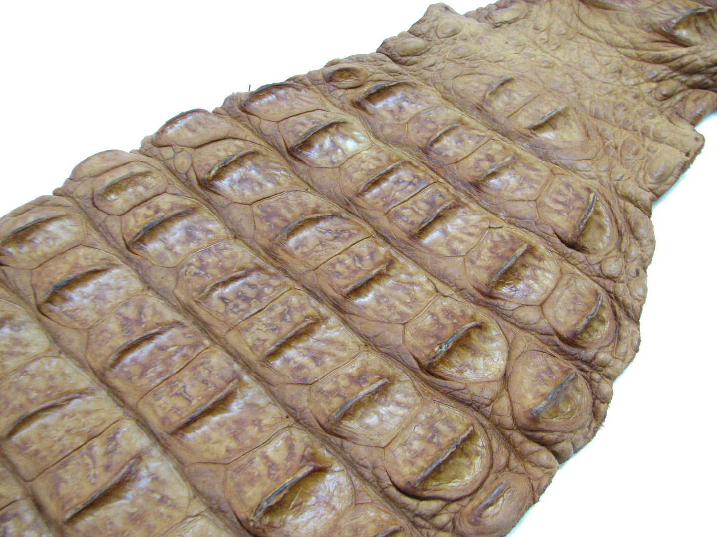 Genuine Crocodile Back Strap Skin Leather Hide Pelt