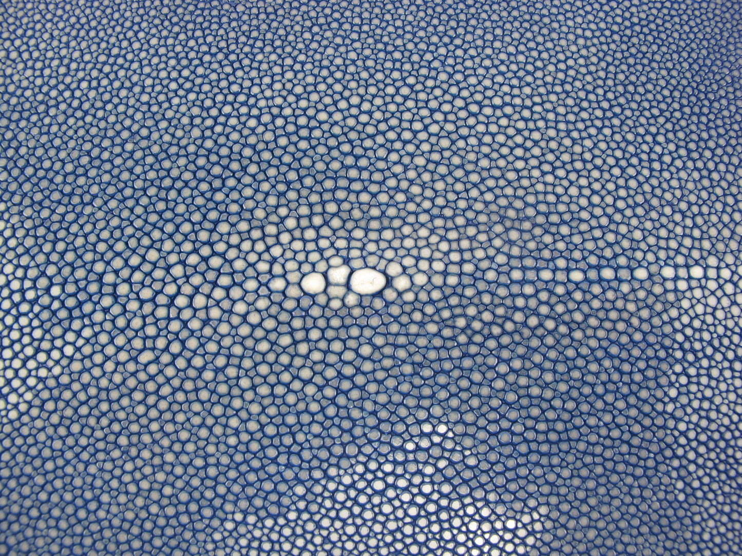 Genuine Polished Stingray Skin Leather Hide Pelt Long Shape Blue