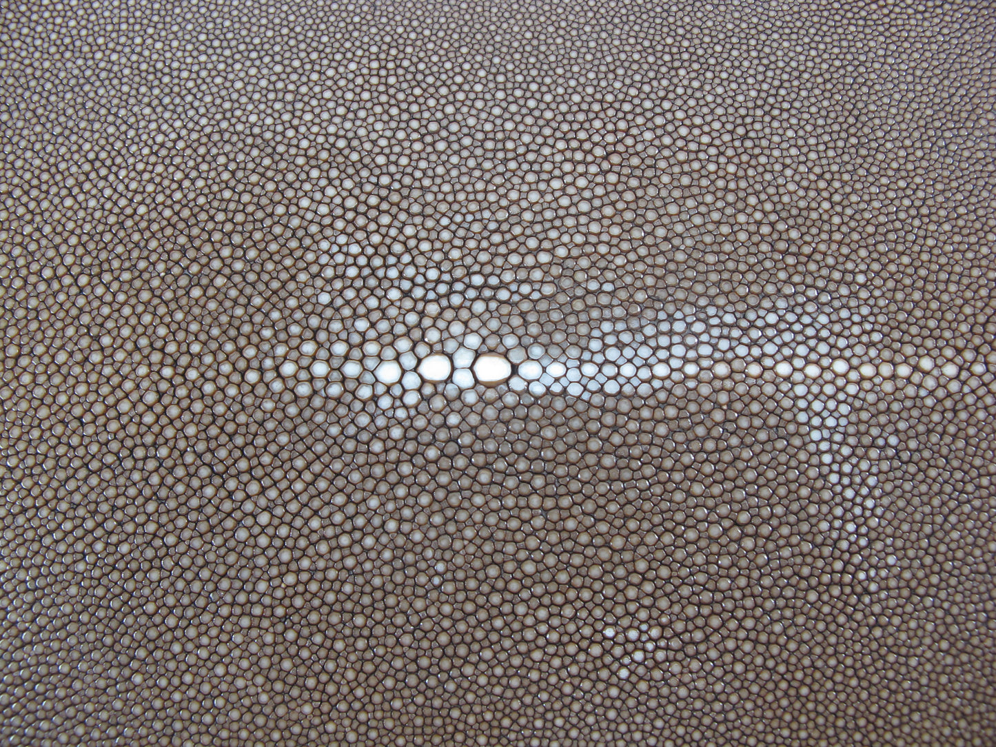Genuine Polished Stingray Skin Leather Hide Pelt Long Shape Brown