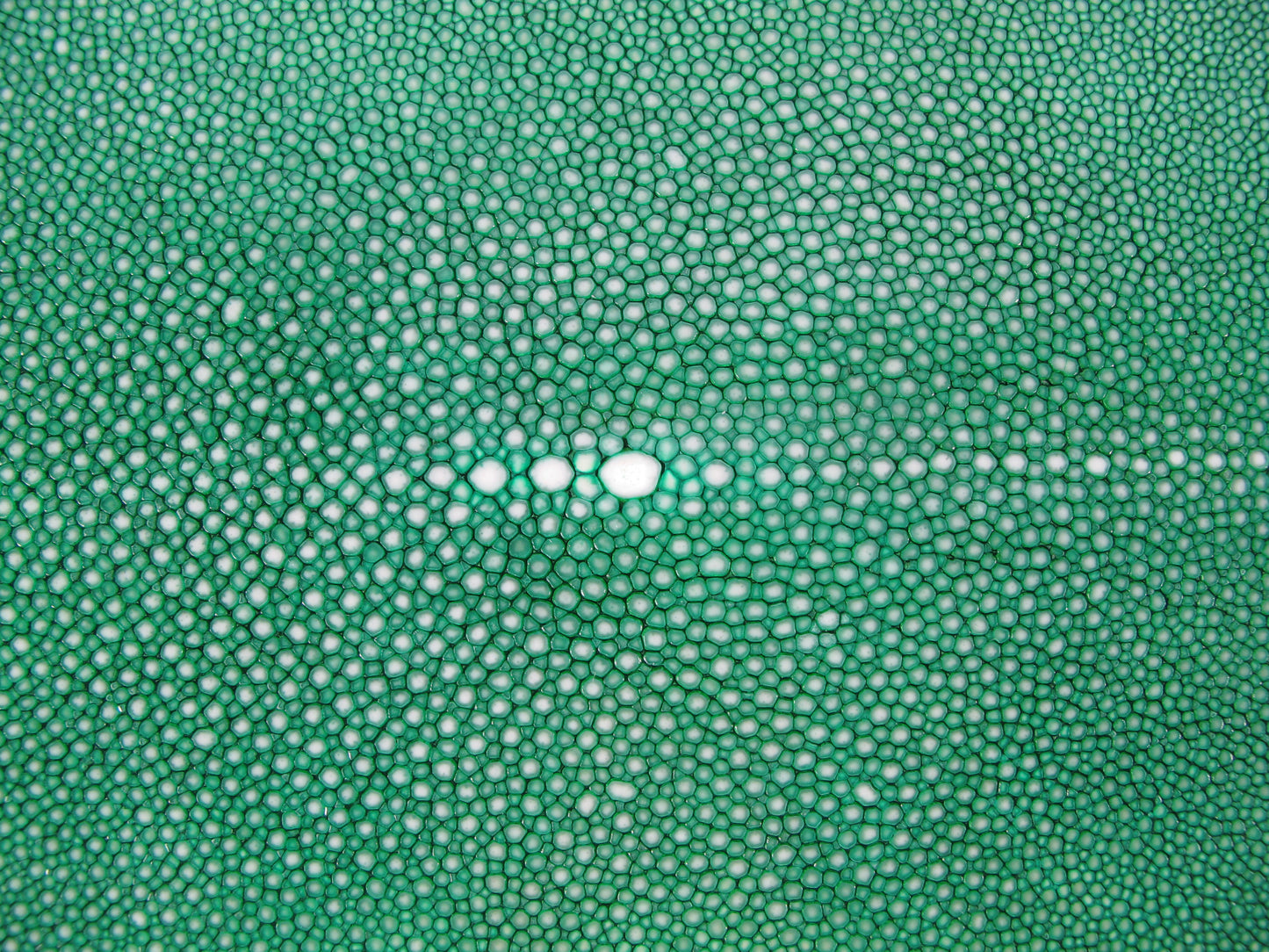 Genuine Polished Stingray Skin Leather Hide Pelt Long Shape Green