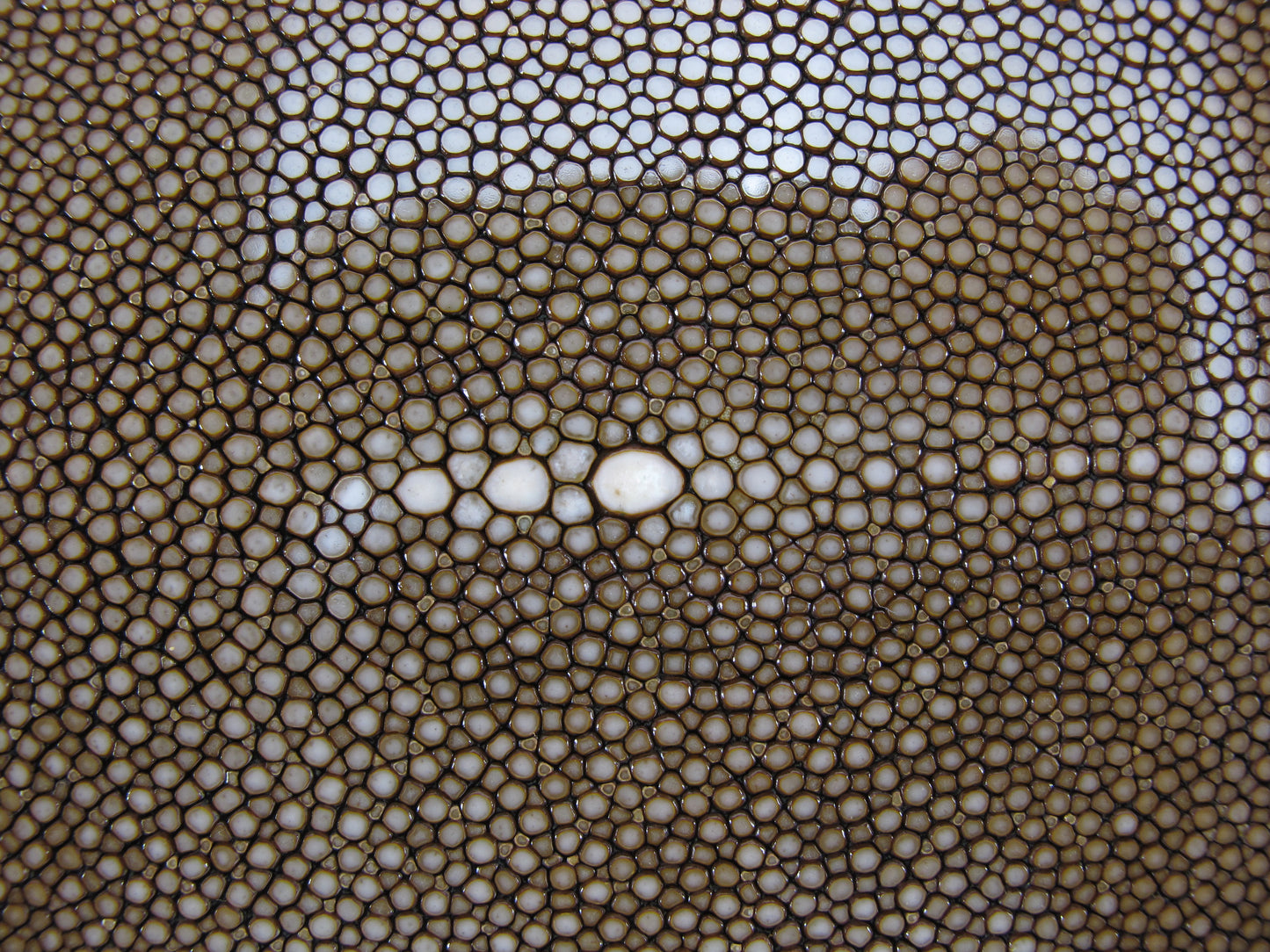 Genuine Polished Stingray Skin Leather Hide Pelt Long Shape Brown