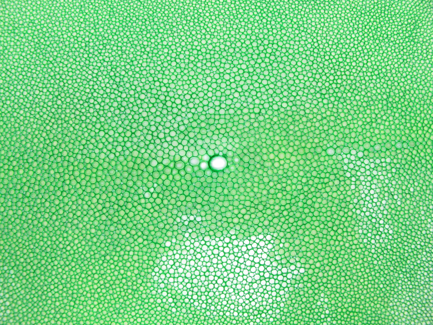 Genuine Polished Stingray Skin Leather Hide Pelt Long Shape Green