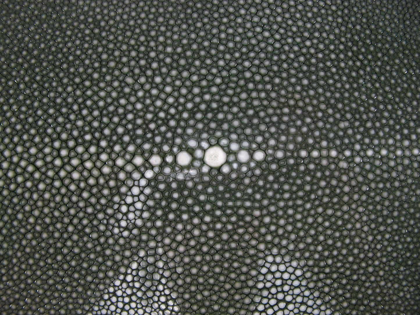 Genuine Polished Stingray Skin Leather Hide Pelt Long Shape Green