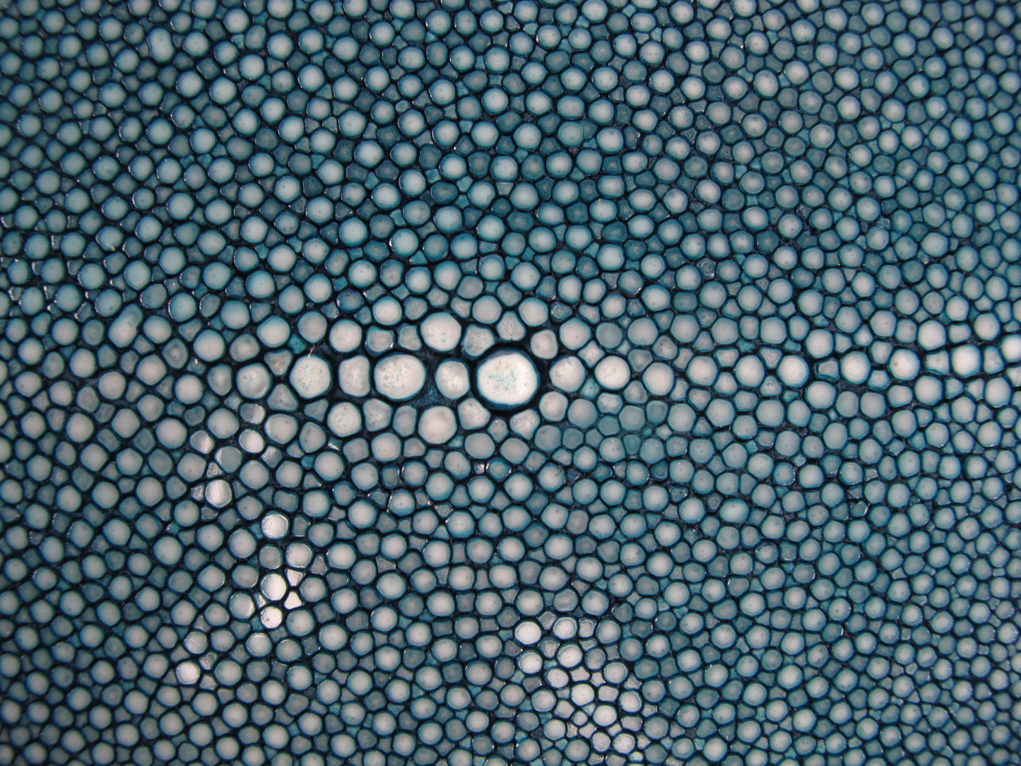 Genuine Polished Stingray Skin Leather Hide Pelt Long Shape Blue