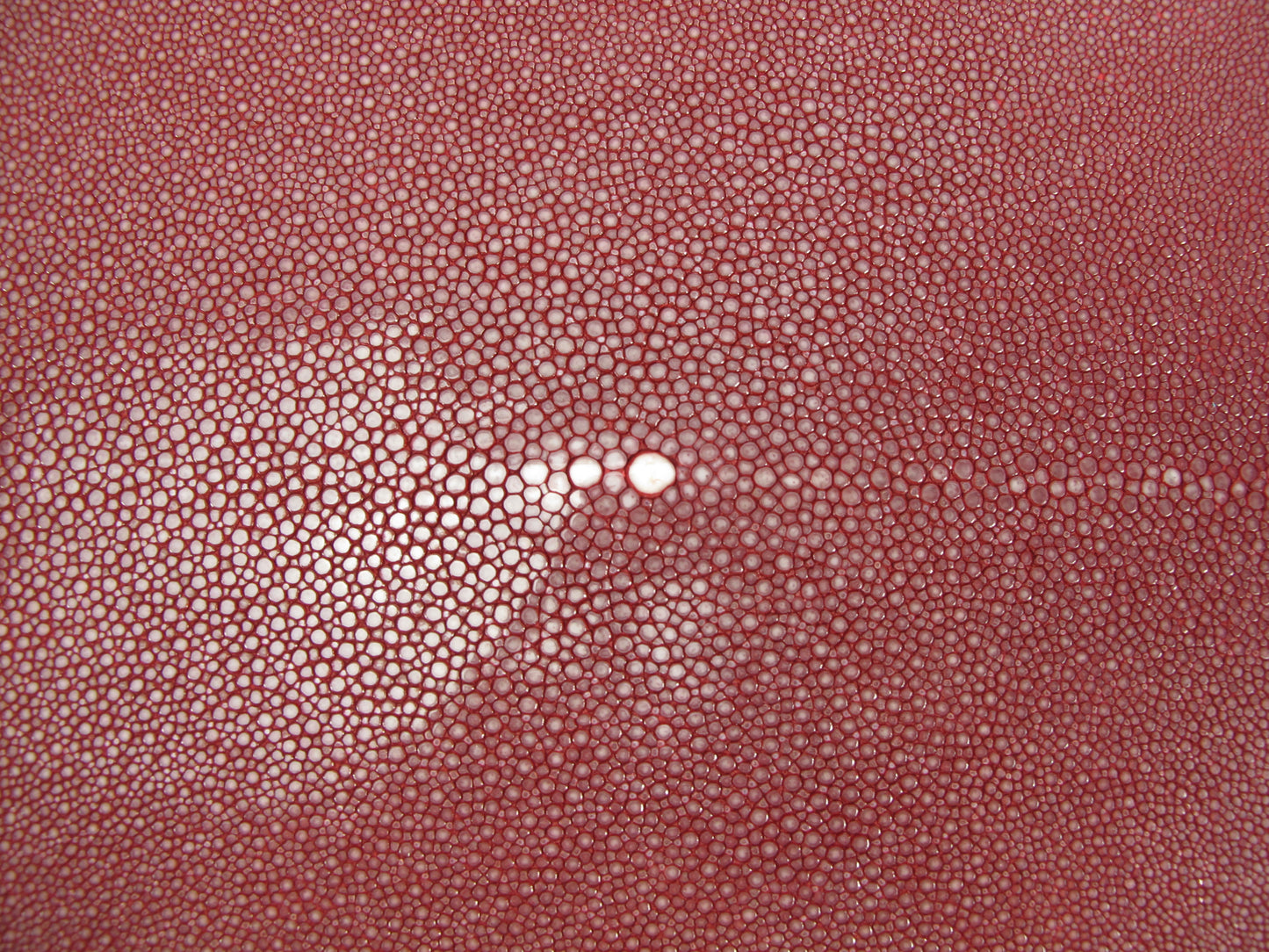 Genuine Polished Stingray Skin Leather Hide Pelt Long Shape Red