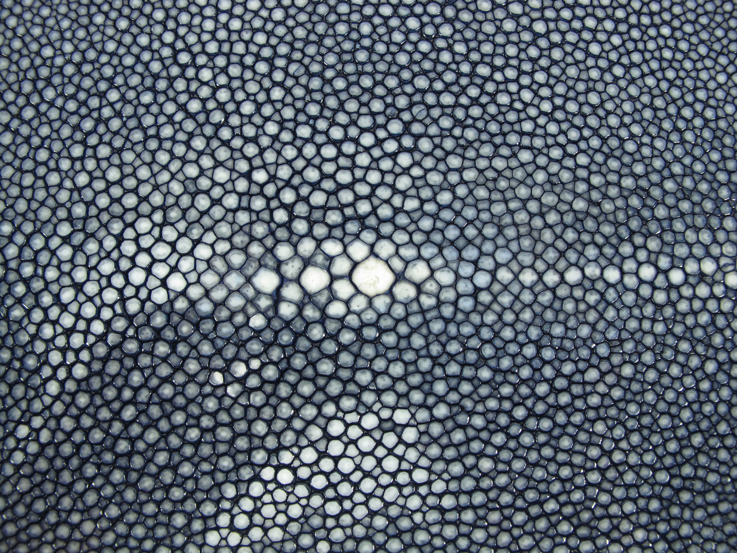 Genuine Polished Stingray Skin Leather Hide Pelt Long Shape Blue