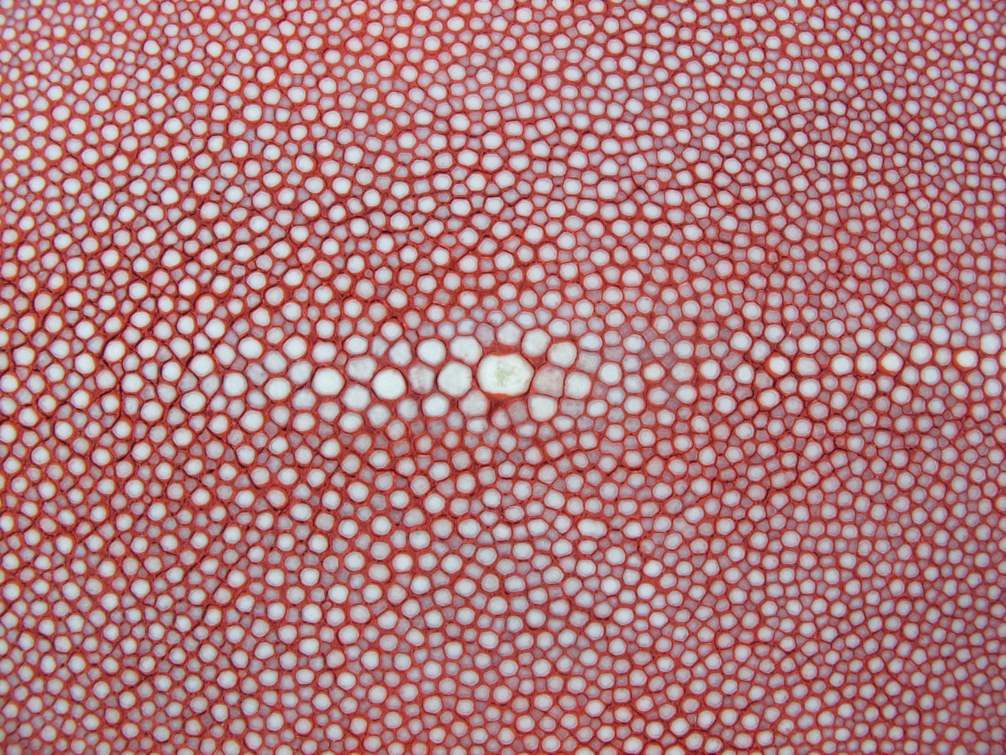 Genuine Polished Stingray Skin Leather Hide Pelt Long Shape Red