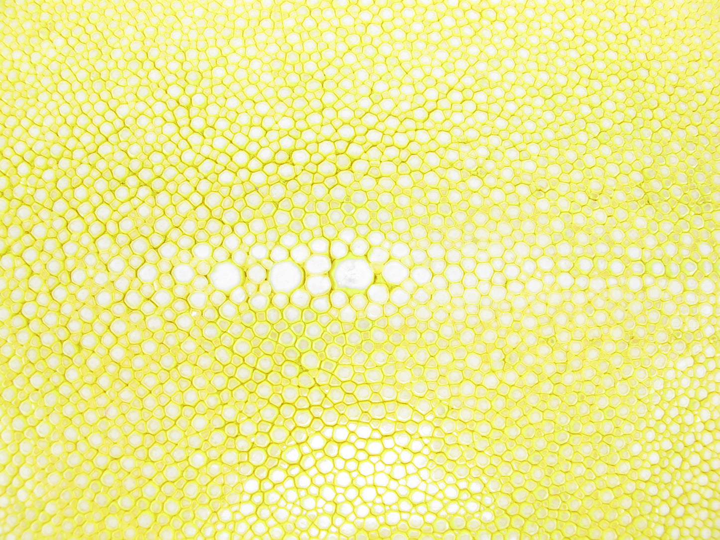 Genuine Polished Stingray Skin Leather Hide Pelt Long Shape Yellow