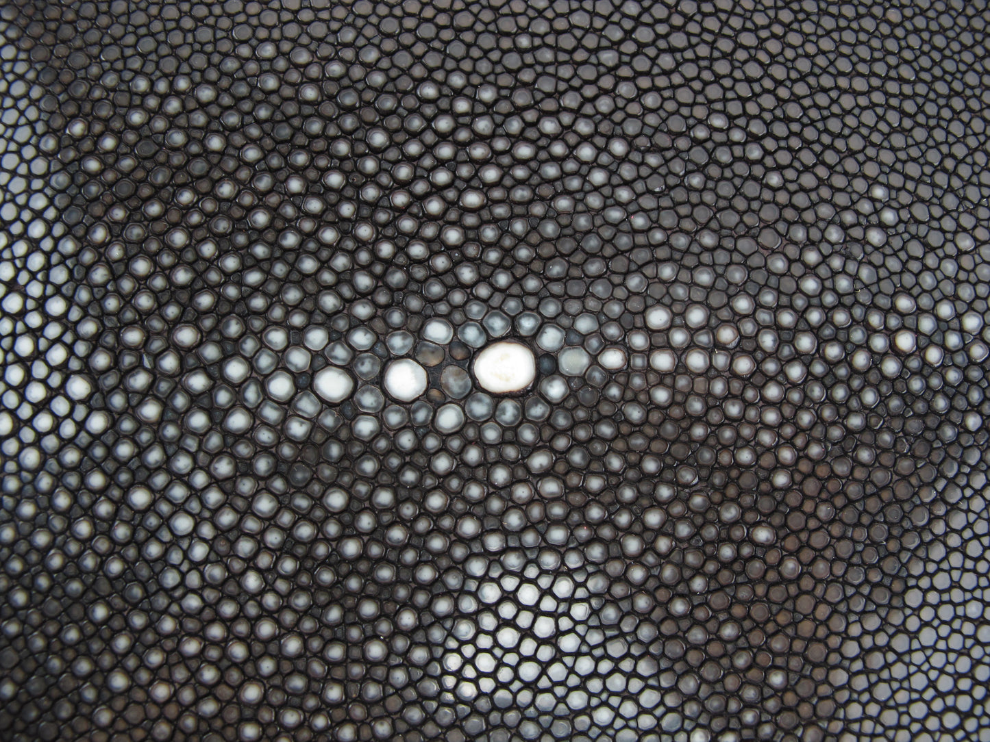 Genuine Polished Stingray Skin Leather Hide Pelt Long Shape Brown
