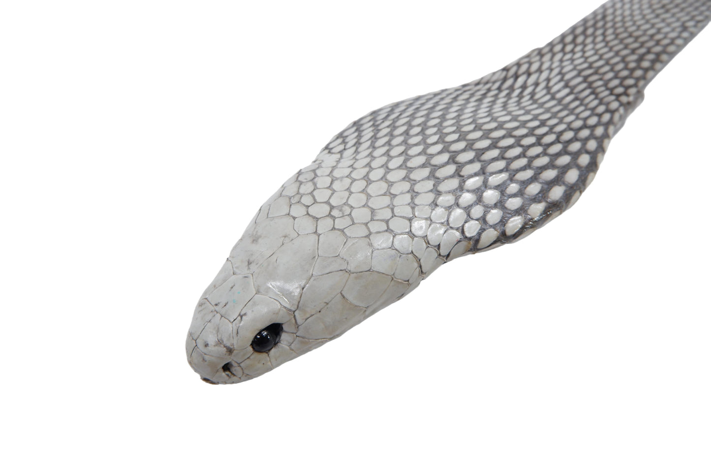 Genuine Cobra Snake Skin with Head Leather Dress Belt