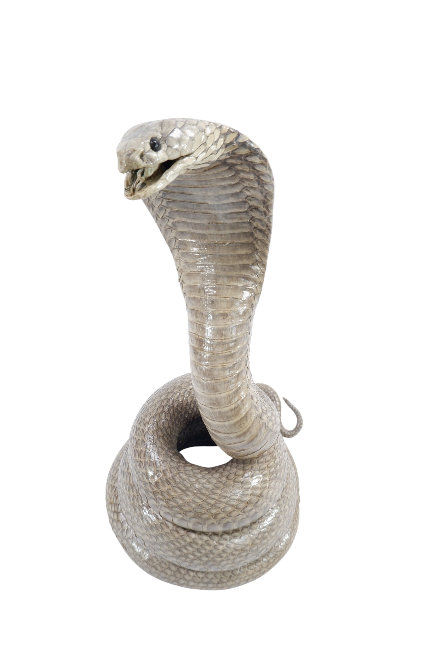Real Cobra Snake Taxidermy Stuffed