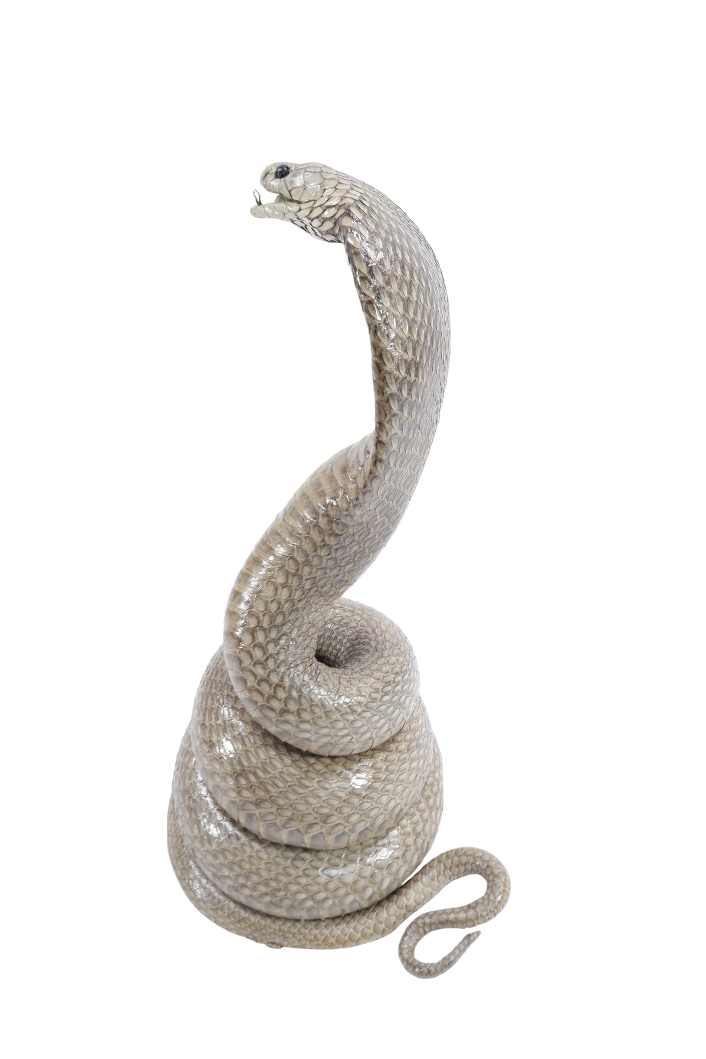 Real Cobra Snake Taxidermy Stuffed