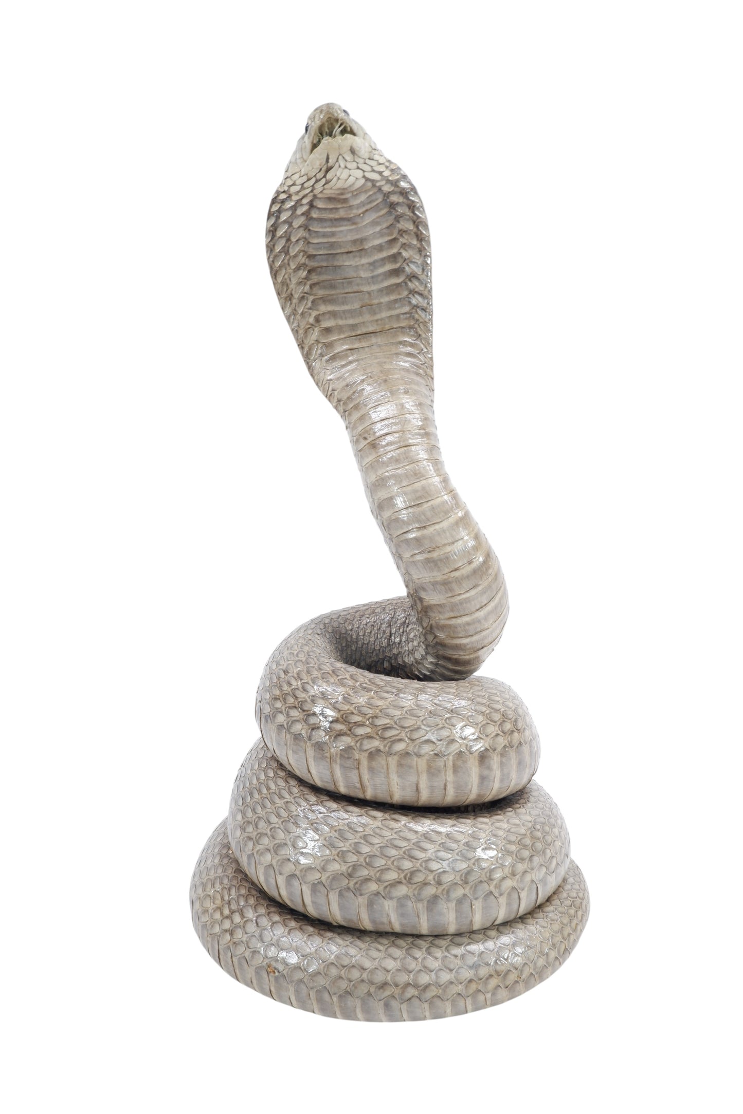 Real Cobra Snake Taxidermy Stuffed