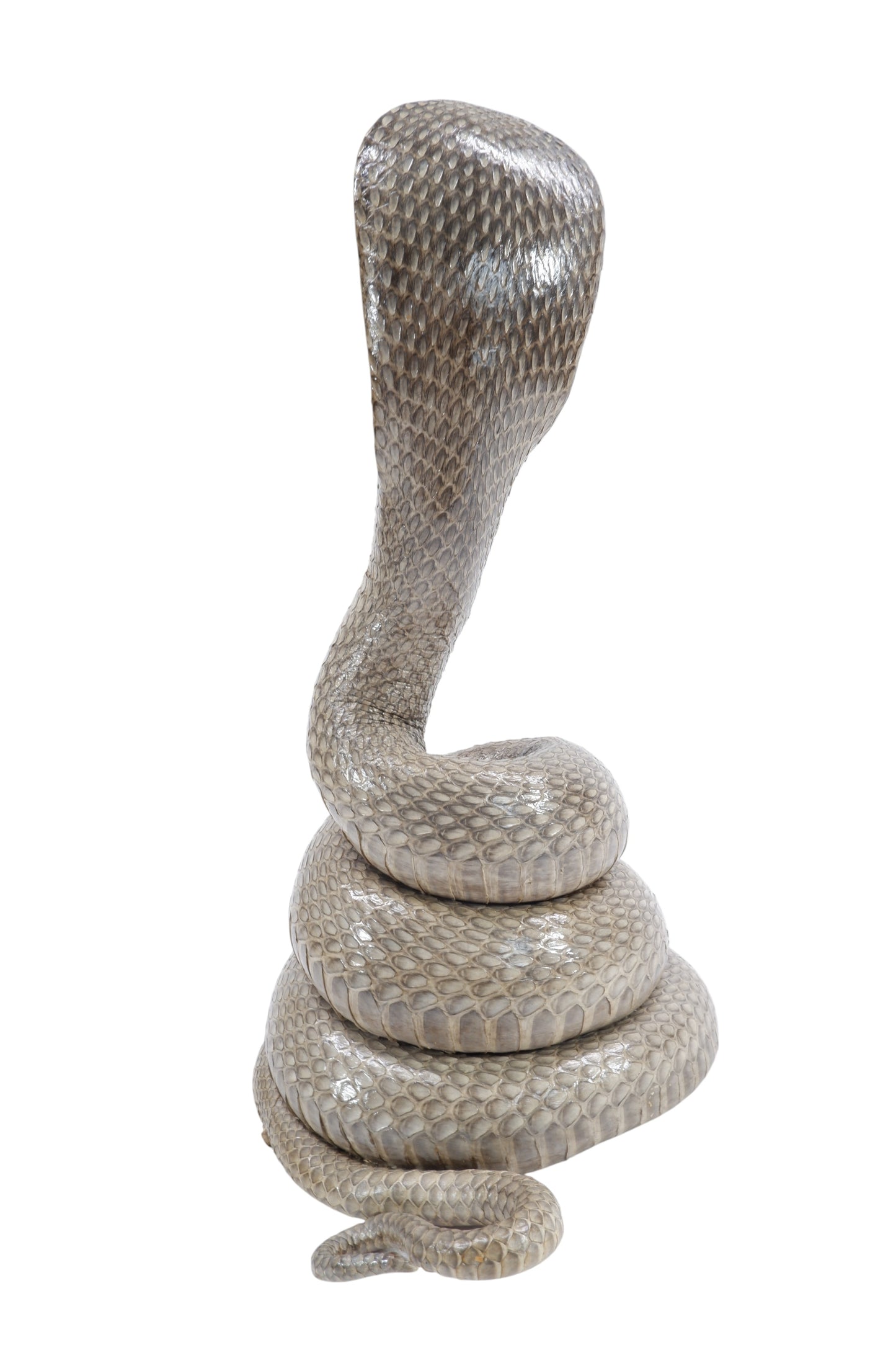 Real Cobra Snake Taxidermy Stuffed