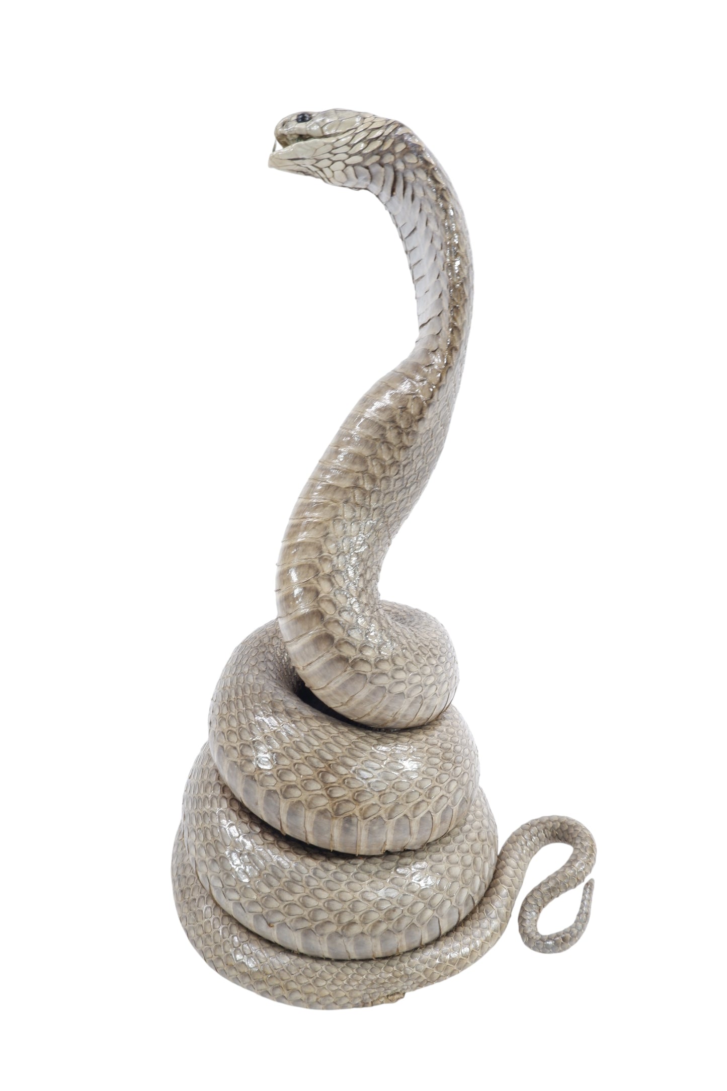 Real Cobra Snake Taxidermy Stuffed