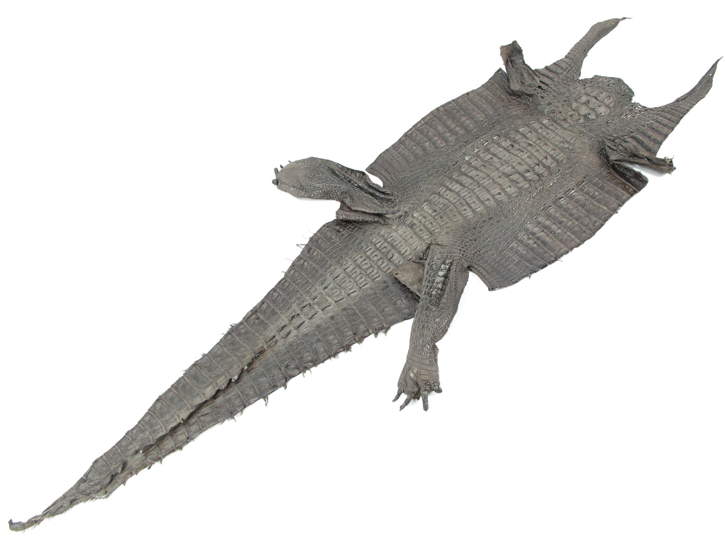 Genuine Caiman Crocodile Hornback Skin Leather Hide Pelt