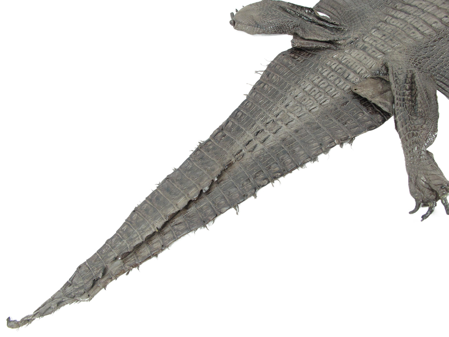 Genuine Caiman Crocodile Hornback Skin Leather Hide Pelt