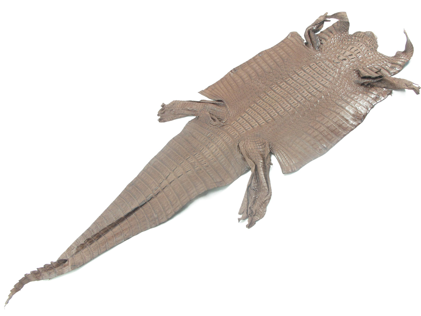 Genuine Caiman Crocodile Hornback Skin Leather Hide Pelt