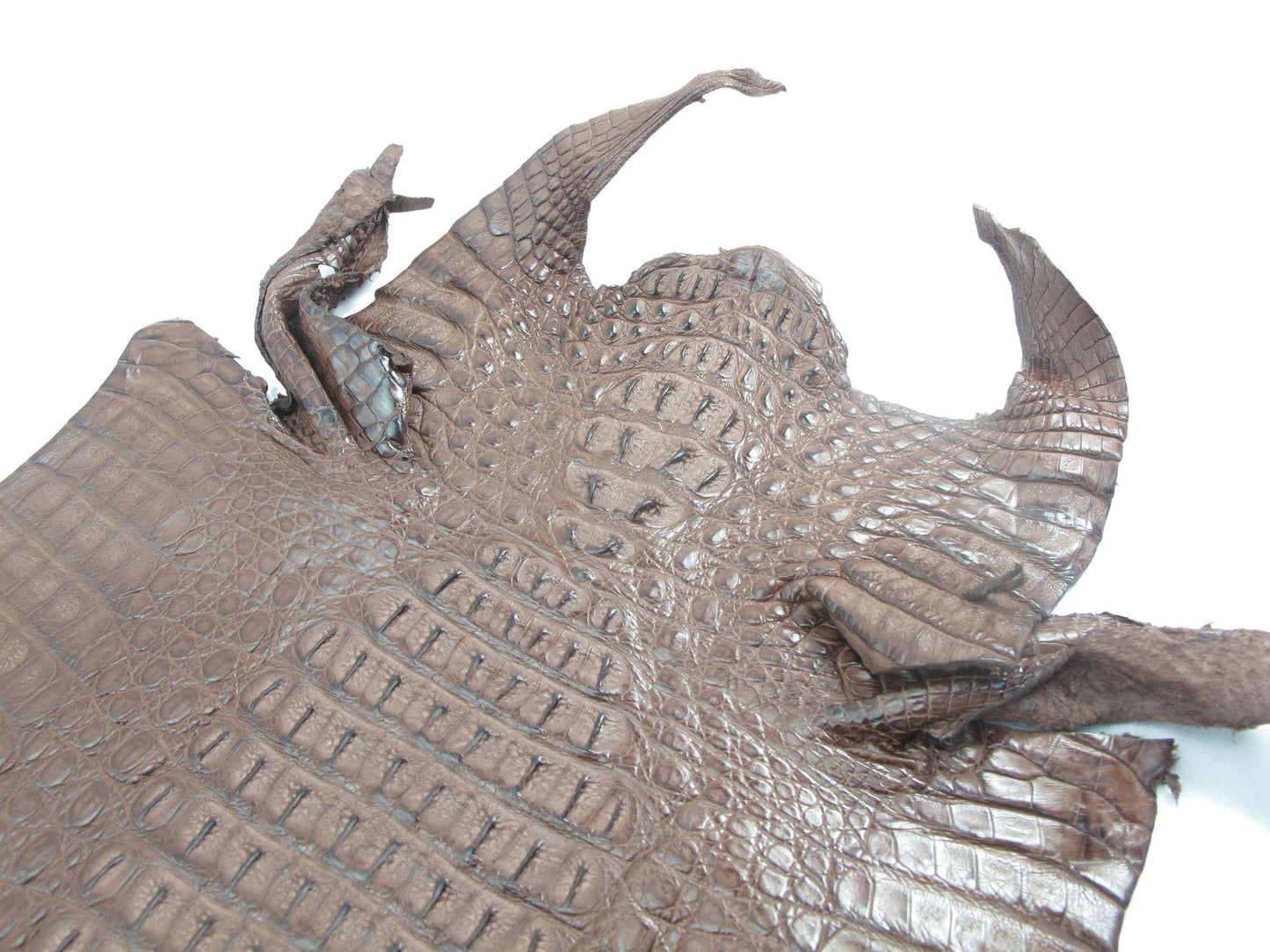 Genuine Caiman Crocodile Hornback Skin Leather Hide Pelt