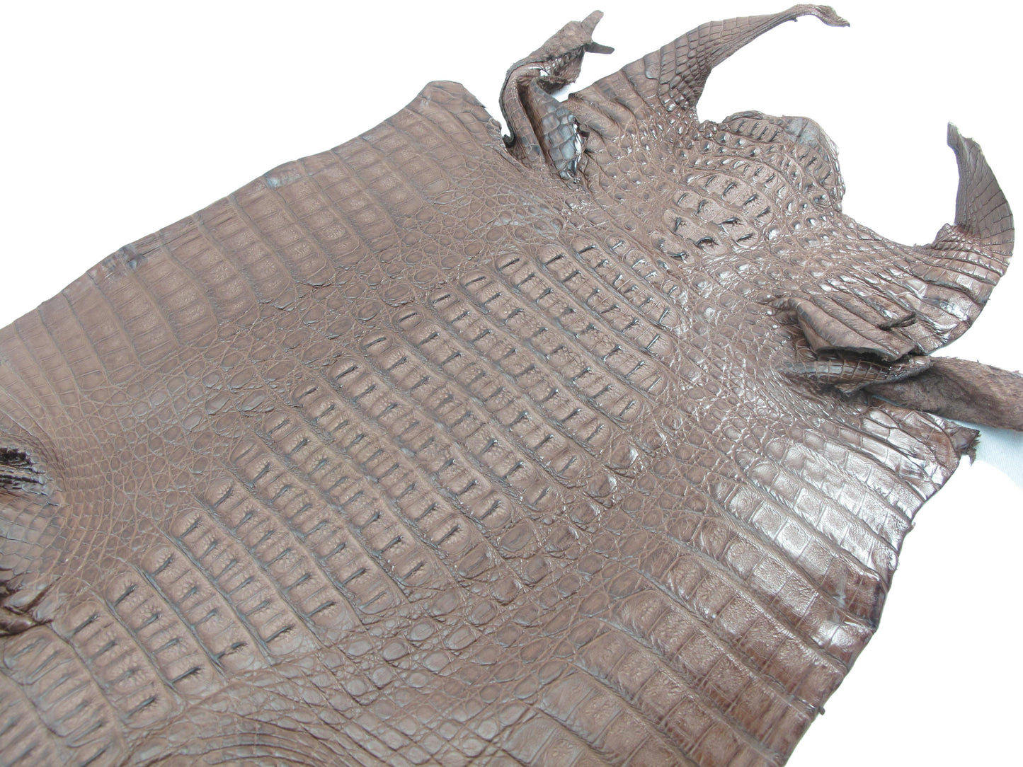 Genuine Caiman Crocodile Hornback Skin Leather Hide Pelt