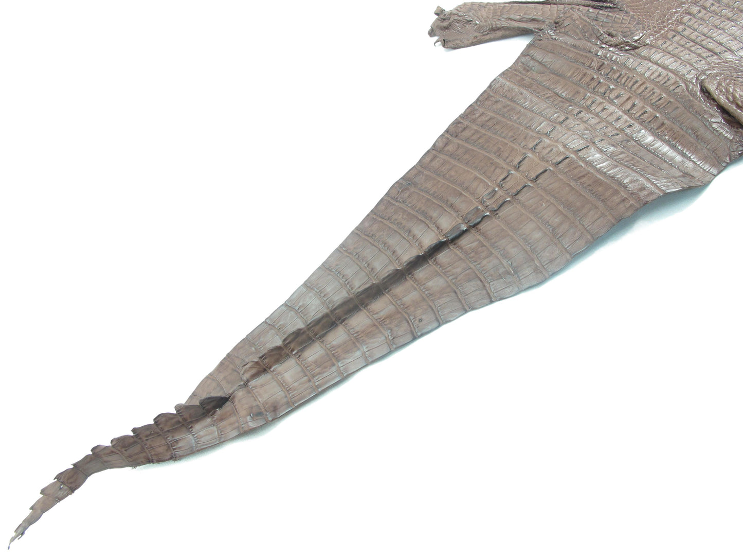 Genuine Caiman Crocodile Hornback Skin Leather Hide Pelt